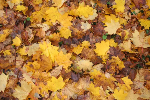 Autunno Sfondo Fogliame Foglie Acero Cadute Gialle Marroni — Foto Stock