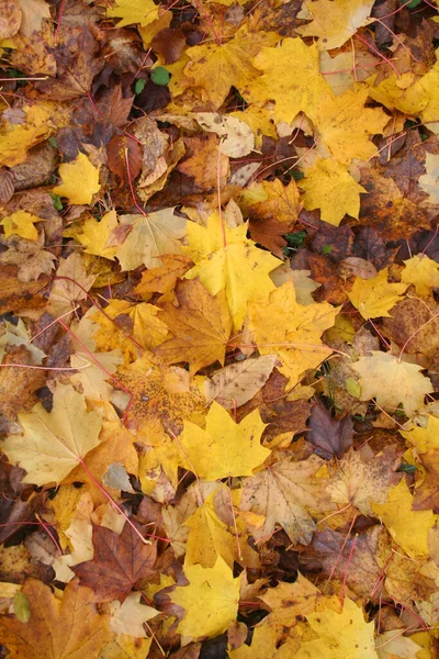 Herfst Bladeren Achtergrond Gevallen Gele Bruine Esdoorn Boom Bladeren — Stockfoto