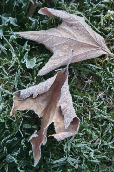 Feuilles Érable Tombées Sèches Brunes Sur Herbe Verte Recouverte Givre — Photo