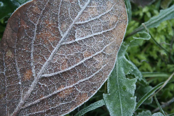Mróz Brązowy Suchy Liść Zielony Trawa Zimowy Sezon Kontekst Zimowy — Zdjęcie stockowe