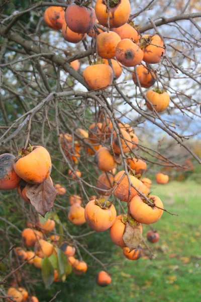 Maturare Frutti Del Cachi Sui Rami Del Giardino Diospyros Kaki — Foto Stock