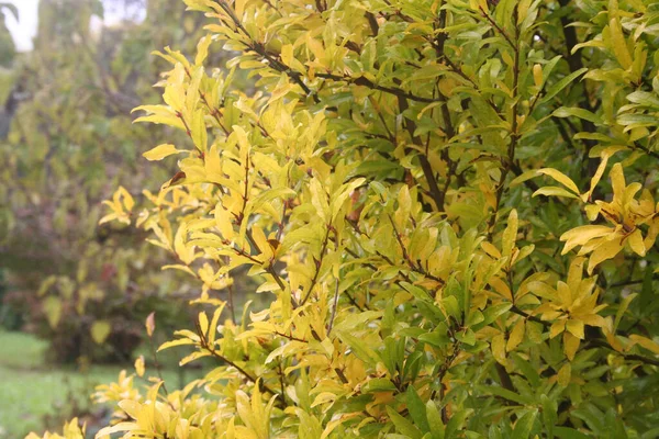 Drzewo Granatu Pięknymi Żółtymi Liśćmi Jesienią Punica Granatum Jesienią Ogrodzie — Zdjęcie stockowe
