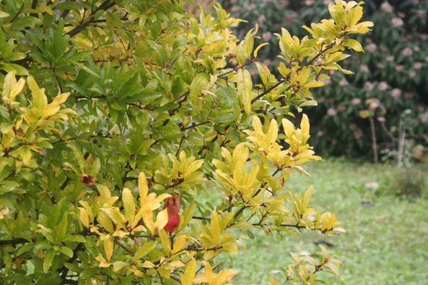 Pomegranate Tree Beautiful Yellow Leaves Autumn Punica Granatum Autumn Garden — Stock Photo, Image