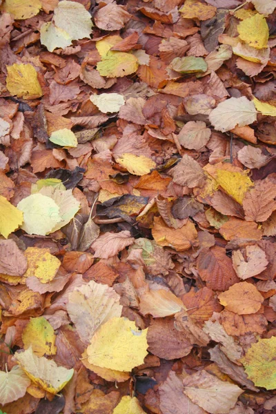 Feuillage Automne Fond Feuilles Noisetiers Jaunes Brunes Tombées — Photo