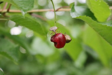 İki kahverengi Marmorated Shield böceği ağaçta kiraz meyvesi yiyorlar. Halyomorfa meyve bahçesindeki böceği öldürüyor.