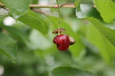 İki kahverengi Marmorated Shield böceği ağaçta kiraz meyvesi yiyorlar. Halyomorfa meyve bahçesindeki böceği öldürüyor.
