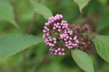 Bir sürü mor çiçekli Callicarpa bodinieri dalı. Çalı üzerinde Mor Çilek Çiçeği