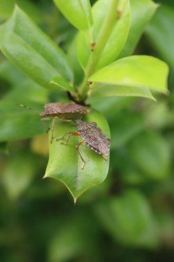 Bahçedeki Holly Bush 'un yeşil yapraklarının üzerinde iki Kahverengi Marmorated Shield böceği. Halyomorfa bitkinin üzerindeki böceği temizler.