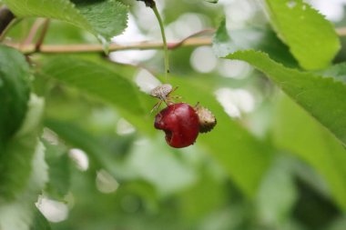İki kahverengi Marmorated Shield böceği ağaçta kiraz meyvesi yiyorlar. Halyomorfa meyve bahçesindeki böceği öldürüyor.