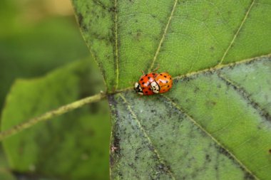 Yaprağın üzerinde çiftleşen iki uğur böceği. Harmonia axyridis, yaygın olarak palyaço, çok renkli Asyalı ya da Asyalı uğurböceği olarak bilinir.
