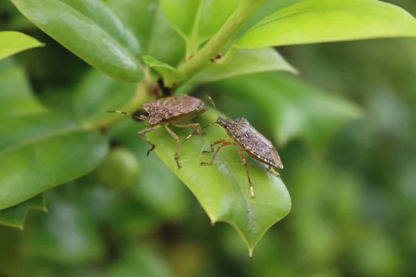 Deux Punaises Marbrées Marbrées Sur Des Feuilles Vertes Houx Dans — Photo