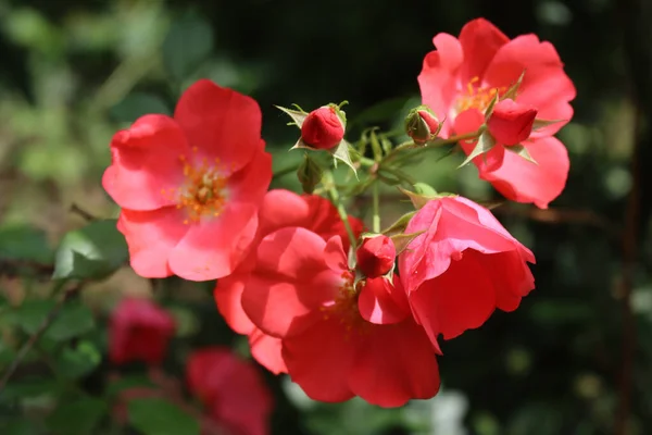暗い背景を背景に晴れた日に枝に赤い小さなバラのクローズアップ — ストック写真