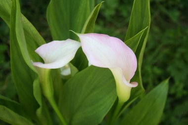 Bahçede soluk pembe zambaklar. Zantedeschia aethiopica çiçek açtı