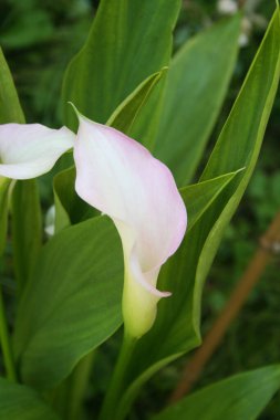 Bahçede soluk pembe zambaklar. Zantedeschia aethiopica çiçek açtı