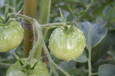 Sebze bahçesinde yağmur damlalarıyla kaplı olgunlaşmamış yeşil domatesler.