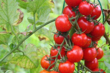Ripe red cherry tomatoes covered by rain drops on branch in the vegetable garden. Tomato plant on summer clipart