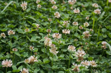 Çayırdaki beyaz yonca çiçekleri. Yonca bitkileri seçici odak noktasında çiçek açar