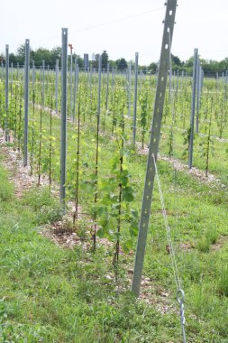 Kuzey İtalya 'daki üzüm bağında yetişen genç asma bitkisi. Yazın üzüm bağı