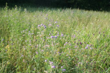 Alfalfa tarlası yazın çiçek açıyor. Medicago sativa alanı