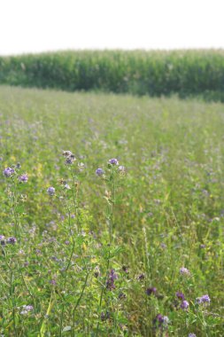 Alfalfa tarlası yazın çiçek açıyor. Medicago sativa alanı