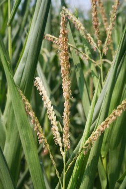 Tarlada mısır bitkileri ve yaz mevsiminde erkek tomurcukları. Kuzey İtalya 'da tarım alanı