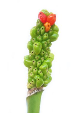 Beyaz arka planda yeşil ve kırmızı meyveli Gigaro bitkisi. Yazın arum italicum yaban bitkisi