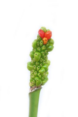 Beyaz arka planda yeşil ve kırmızı meyveli Gigaro bitkisi. Yazın arum italicum yaban bitkisi