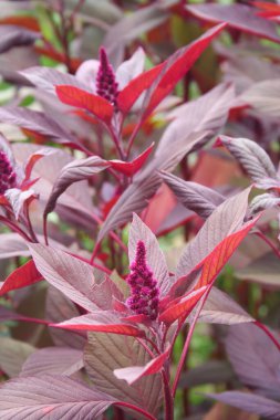 Amaranthus ya da Amaranth bitkilerinde güneş ışığı altında çiçekler. Amaranthus alanı