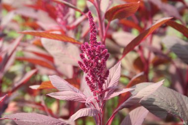 Amaranthus ya da Amaranth bitkilerinde güneş ışığı altında çiçekler. Amaranthus alanı