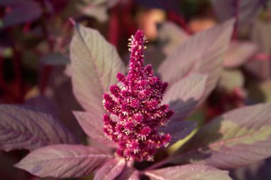 Amaranthus ya da Amaranth bitkilerinde güneş ışığı altında çiçekler. Amaranthus alanı