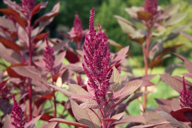 Amaranthus ya da Amaranth bitkilerinde güneş ışığı altında çiçekler. Amaranthus alanı