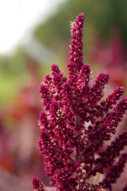 Amaranthus ya da Amaranth bitkilerinde güneş ışığı altında çiçekler. Amaranthus alanı