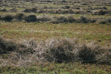 Yazın İtalya 'nın kırsalında çayırları biçtim. Kuru samanlı tarım arazisi