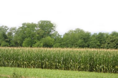 Yeşil mısır tarlası beyaz arka planda izole edilmiş. Kuzey İtalya 'da tarım alanı