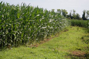 Yazın yeşil mısır tarlası. Kuzey İtalya 'da tarım arazisi güneşli bir günde