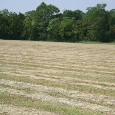 Çayır yazın biçildi. Sahada arka arkaya saman. Kuzey İtalya 'da tarım alanı. 
