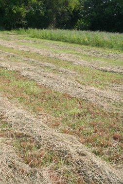 Çayır yazın biçildi. Sahada arka arkaya saman. Kuzey İtalya 'da tarım alanı. 