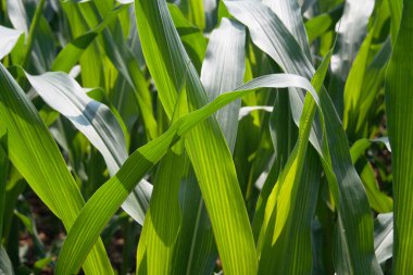 Tarladaki bitkilerin üzerinde parlak yeşil mısır yaprakları. Güneşli bir günde mısır tarlası