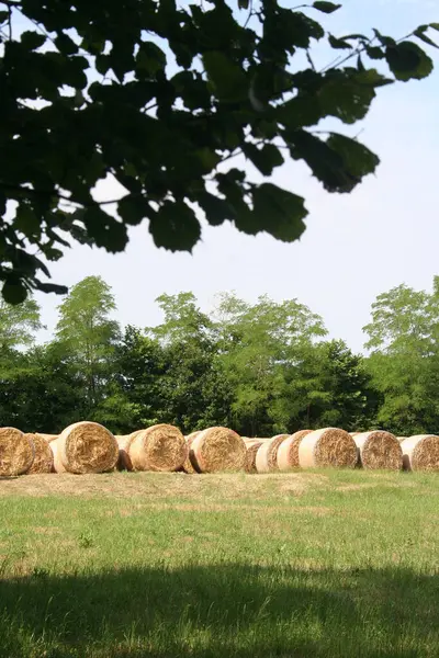 Pacas Heno Dorado Seguidas Campo Campo Italiano Verano — Foto de Stock