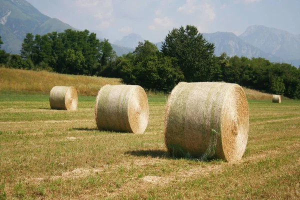 Fardos Feno Dourado Uma Fileira Campo Campo Italiano Verão — Fotografia de Stock