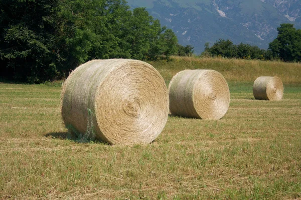 Fardos Feno Dourado Uma Fileira Campo Campo Italiano Verão — Fotografia de Stock