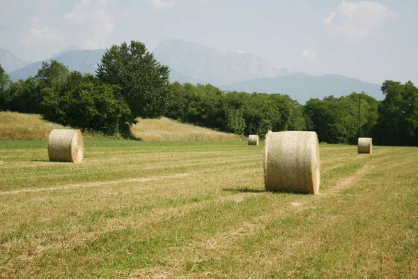 Guldhöbalar Rad Fältet Italiensk Landsbygd Sommaren — Stockfoto