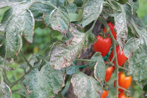 樱桃树上的霜霉病 在蔬菜园里种植有病害的樱桃番茄 番茄叶上的褐色斑点 — 图库照片