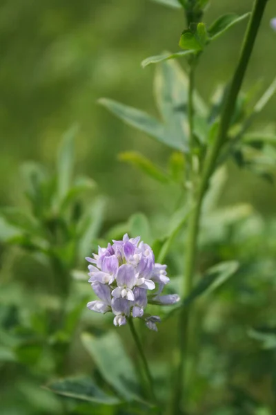 Pole Lucerny Kwitnie Latem Pole Medicago Sativa — Zdjęcie stockowe