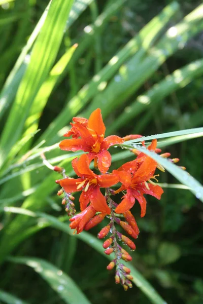 Crocosmia Montbrezia Orange Flowers Covered Bry Raindrops Garden — Stock Photo, Image