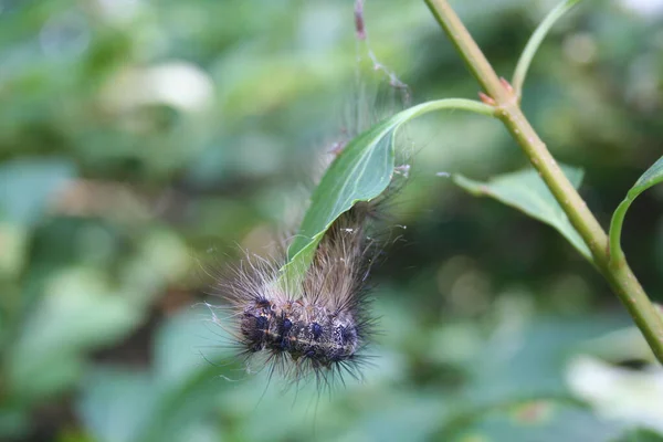 Primer Plano Una Oruga Esponjosa Sobre Una Hoja Verde Jardín —  Fotos de Stock