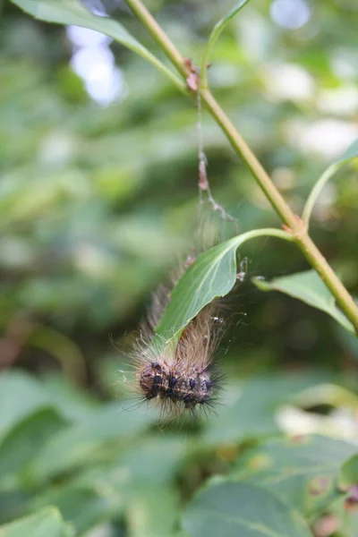 Primer Plano Una Oruga Esponjosa Sobre Una Hoja Verde Jardín — Foto de Stock