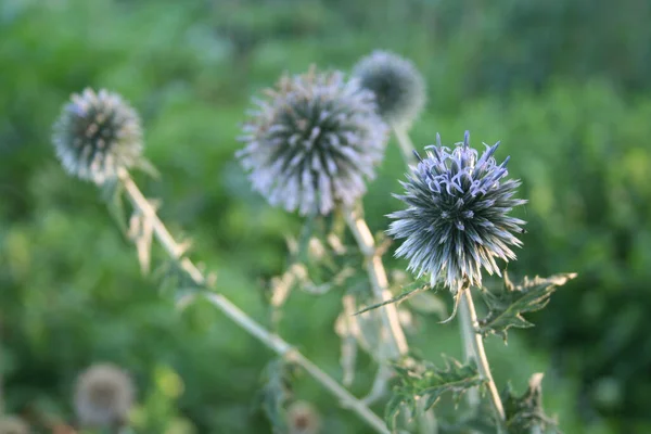 Μπλε Λουλούδια Των Εχινόπων Φυτεία Γαϊδουράγκαθου Στον Κήπο — Φωτογραφία Αρχείου