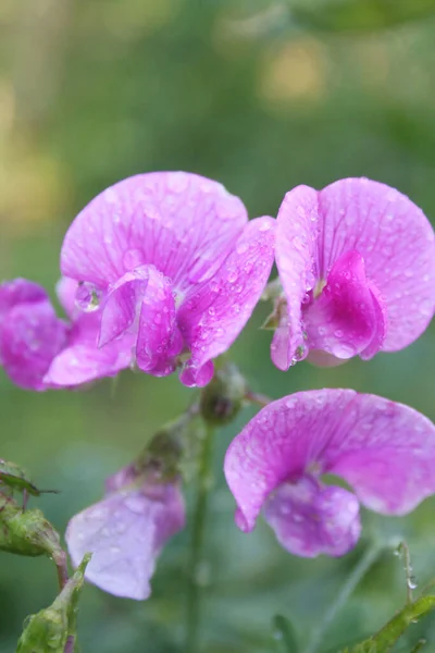 花园里种着甜豌豆 花粉红 点满了雨滴 夏天百里香盛开 — 图库照片