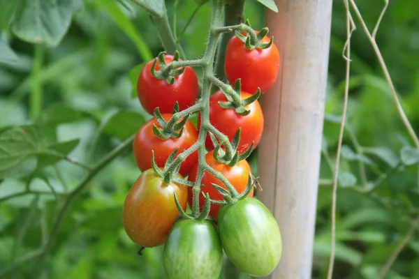 Tomates Cerises Rouges Sur Branche Poussant Dans Potager Été — Photo